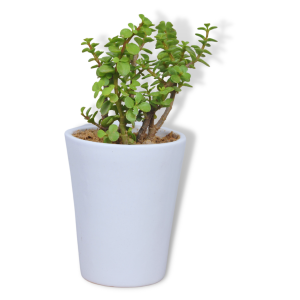 Jade Plant